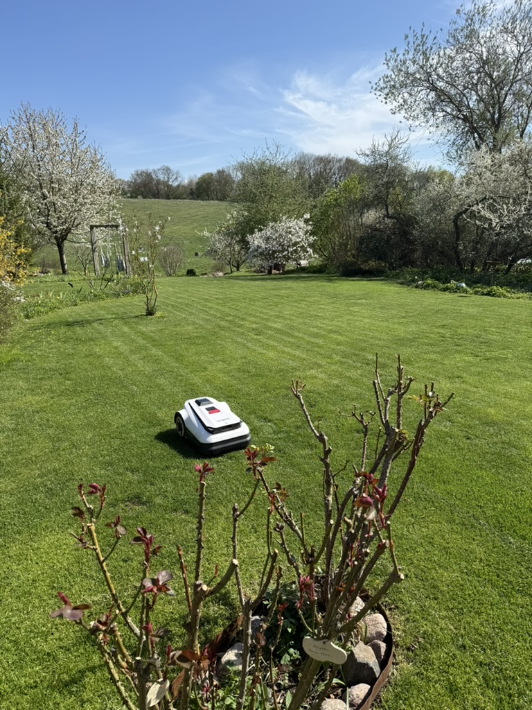 Große Rasenfläche mit Mähroboter im Garten